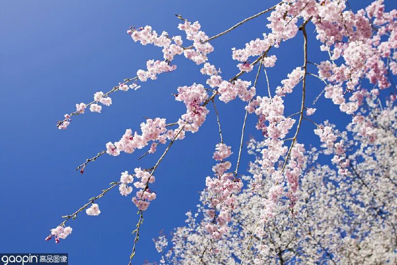 日本电影特点 节奏舒缓 剧情起伏_日本电影推荐 是枝裕和 电影_日本高清在线观看免费